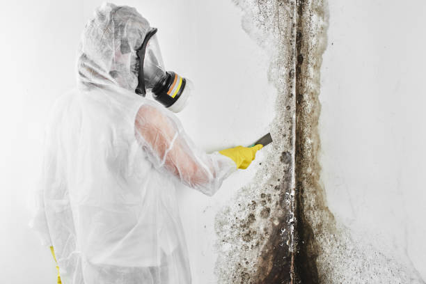 Best Attic Mold Removal  in Cascade, IA