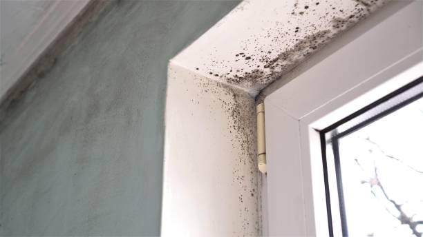Best Residential Mold Removal  in Cascade, IA
