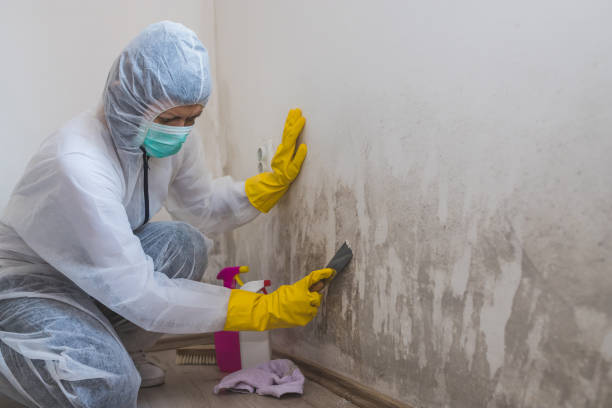 Best Mold Removal Process  in Cascade, IA