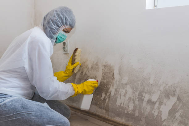 Best Professional Mold Removal  in Cascade, IA