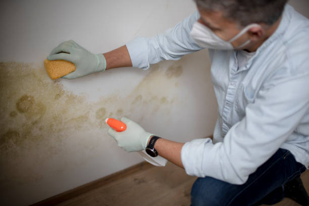 Best Affordable Mold Removal  in Cascade, IA