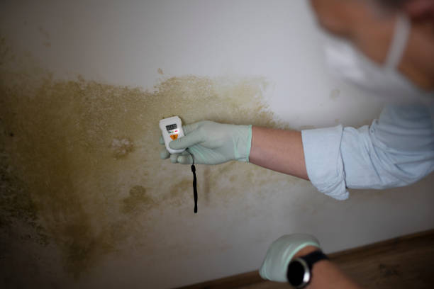 Best Same-Day Mold Removal  in Cascade, IA