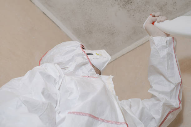 Trusted Cascade, IA Mold Removal Experts