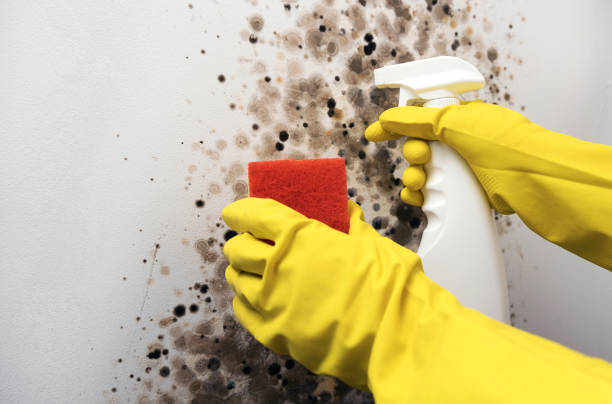 Best Mold Remediation  in Cascade, IA