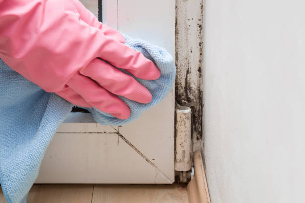 Best Residential Mold Removal  in Cascade, IA
