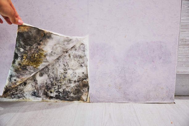 Best Toxic Mold Removal  in Cascade, IA